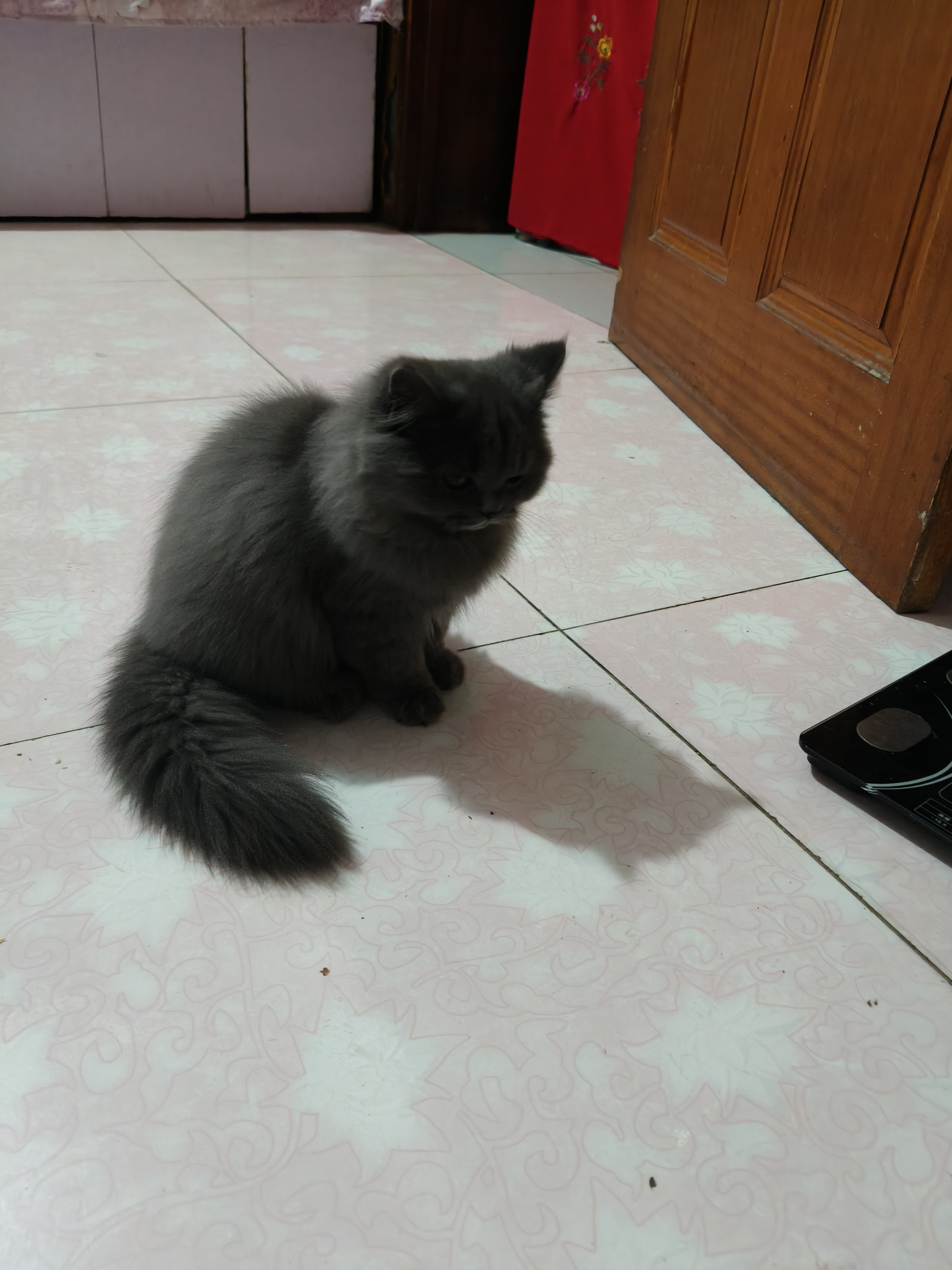 蓝猫高地妹妹，五个月喜欢的联系！